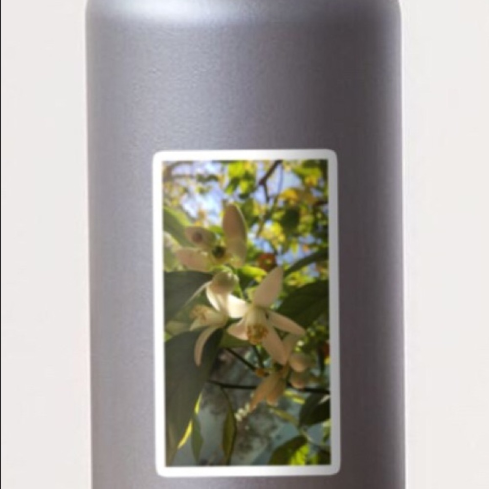 Orange blossom collection